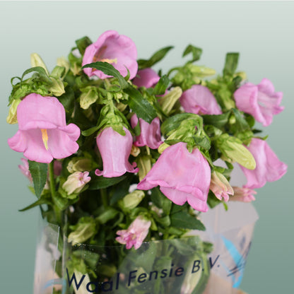 Bellflower Champion Blue (10 Stems)