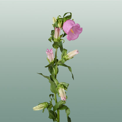 Bellflower Champion Blue (10 Stems)