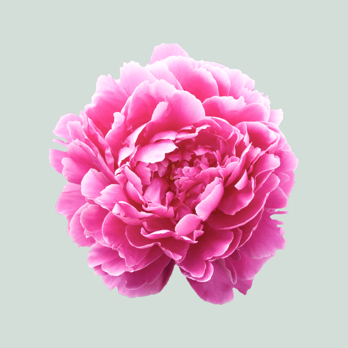 Peony Dr Alexander Fleming (10 Stems)