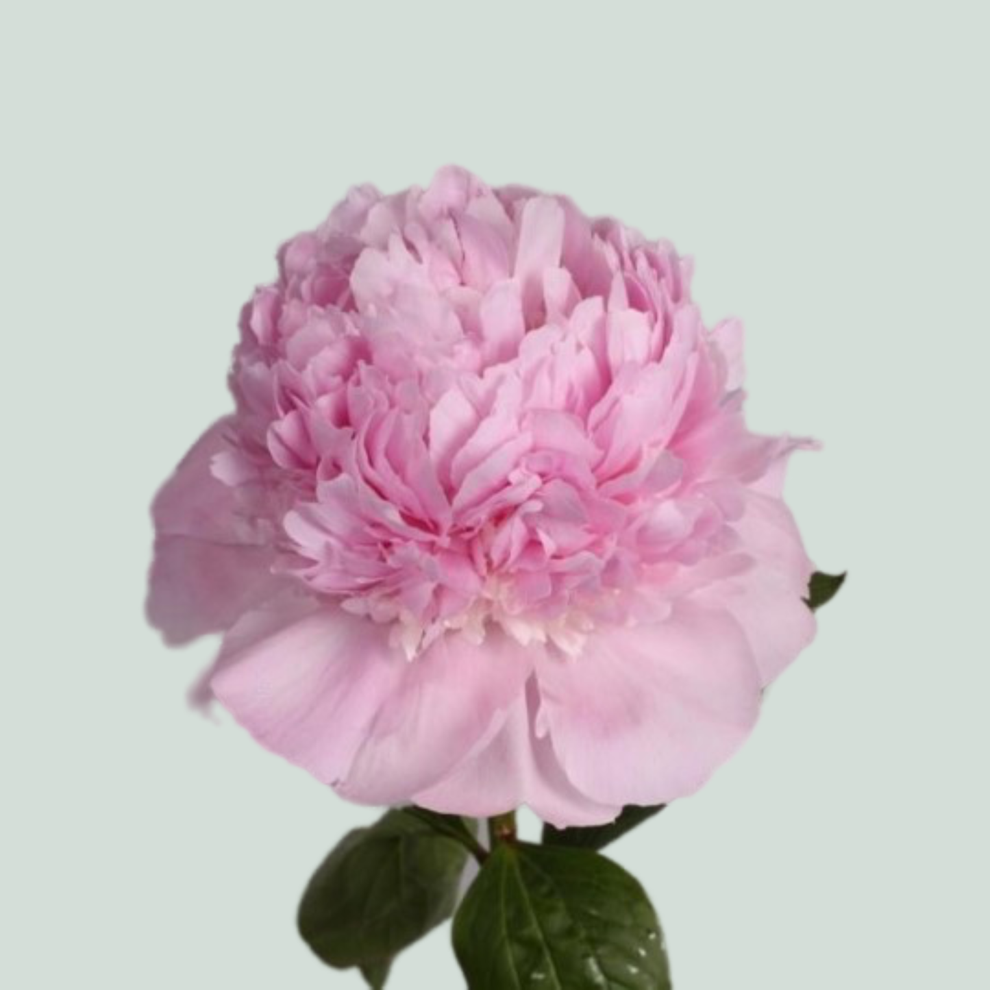 Peony Angle Cheeks (10 Stems)