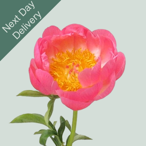 Peony Coral Charm - 10 Stems (Next Day)