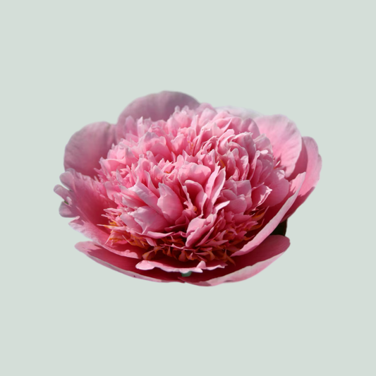 Peony Etched Salmon (10 Stems)