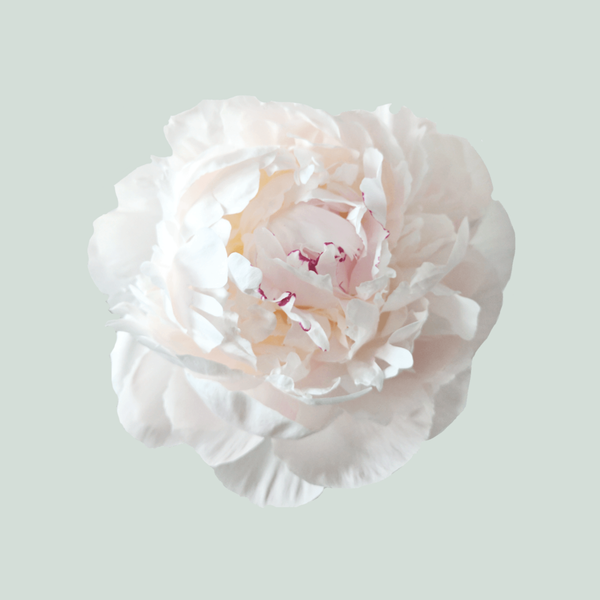 Peony Odile (10 Stems)