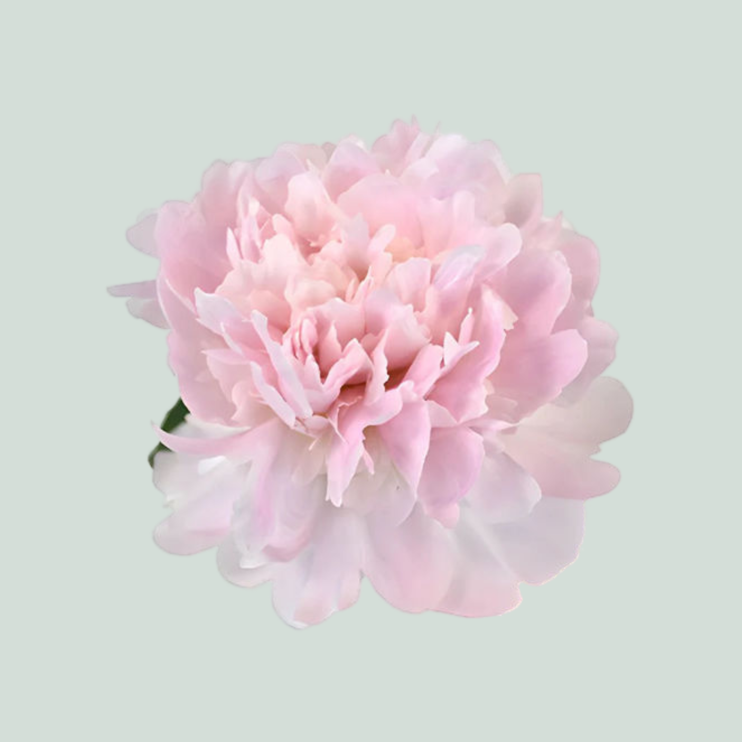 Peony Pecher (10 Stems)