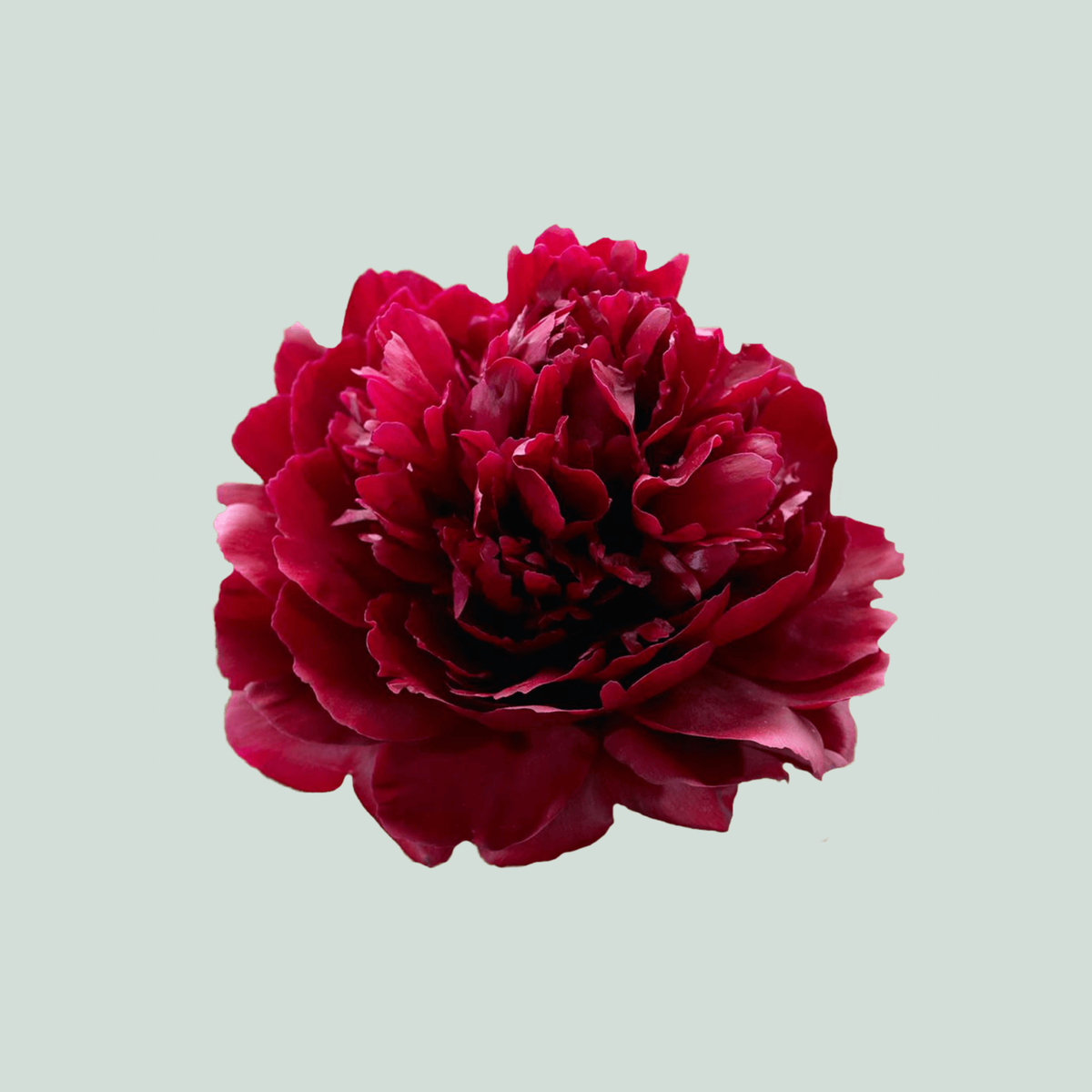 Peony Red Sarah Bernhardt (10 Stems)