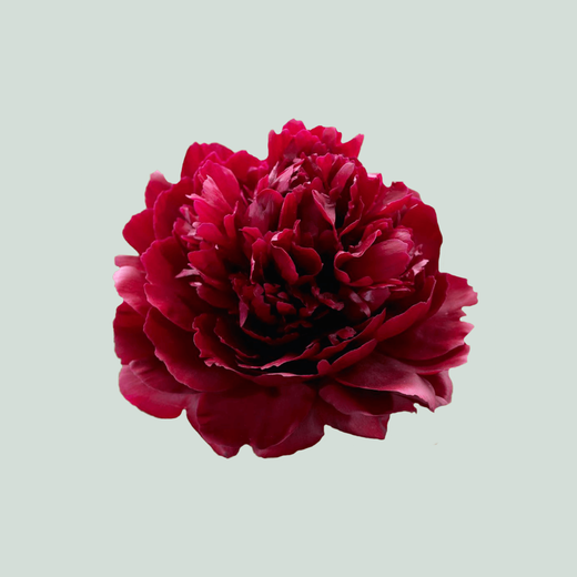 Peony Red Sarah Bernhardt (10 Stems)