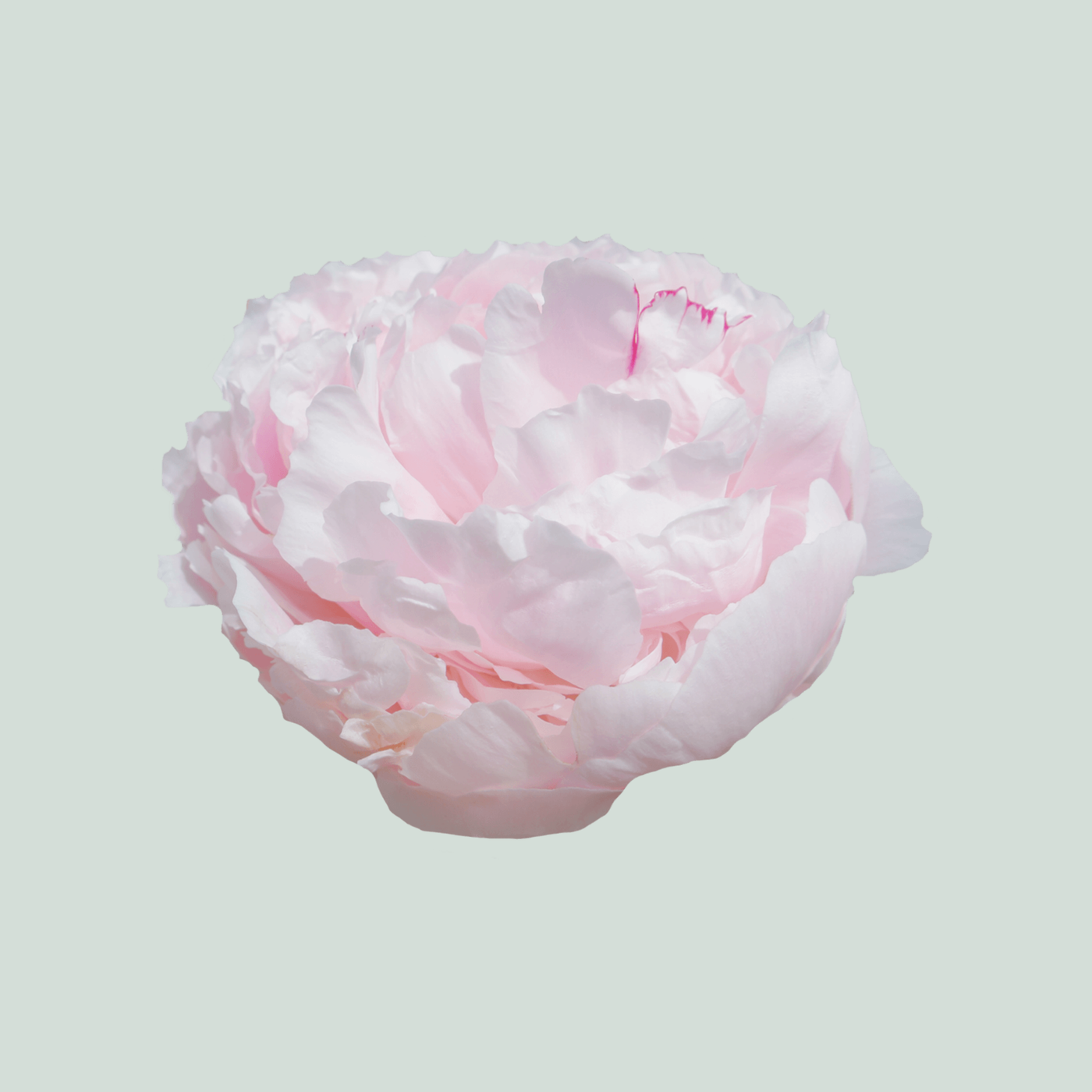 Peony Reine Hortense (10 Stems)