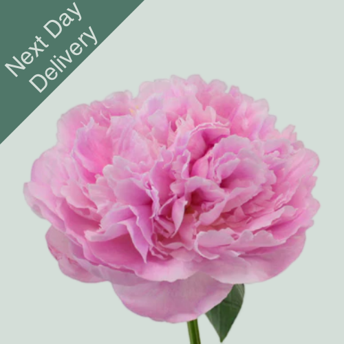 Peony Sarah Bernhardt - 10 Stems (Next Day)