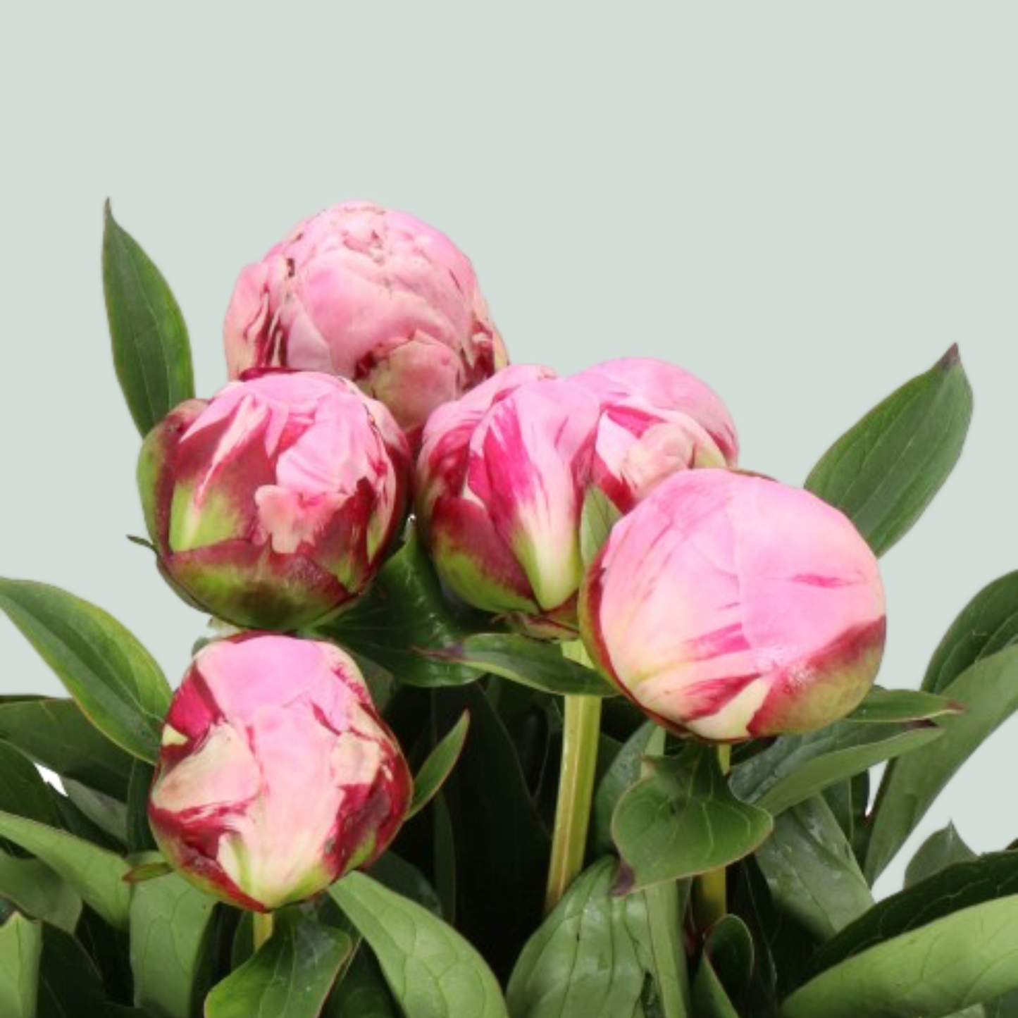 Peony Ussiknow (10 Stems)