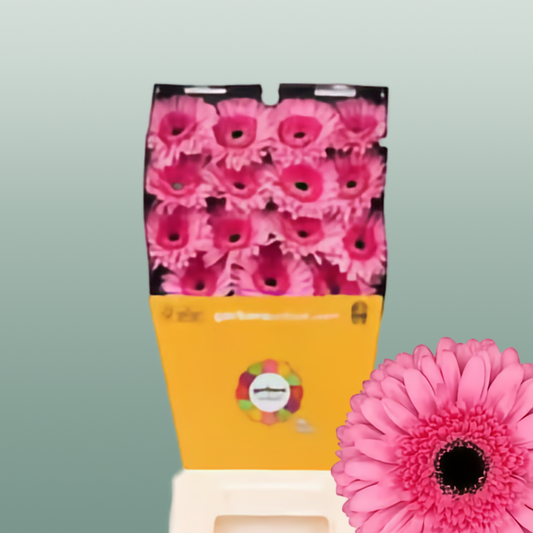 Gerbera Peppa