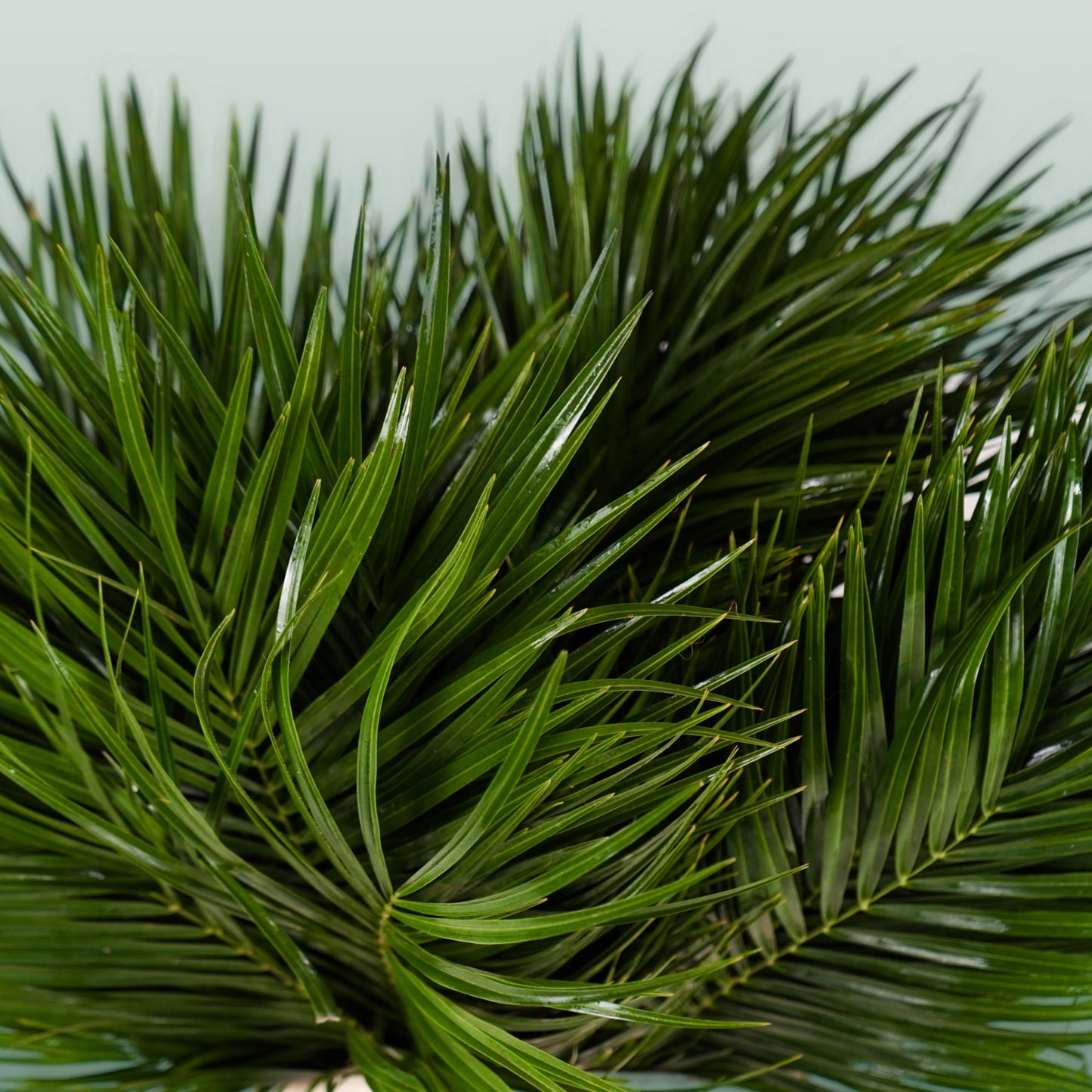Dec Phoenix Palm (5 Bunches)