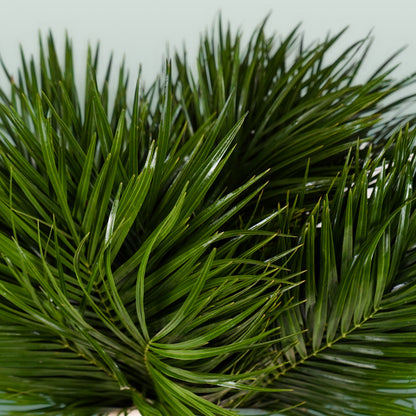 GR Phoenix (Palm) (5 Bunches)