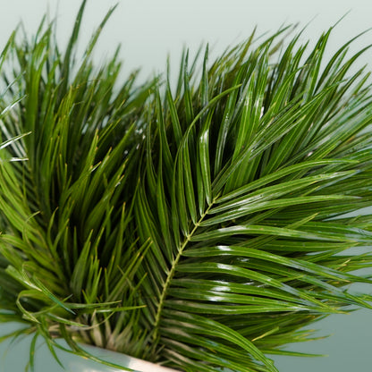 GR Phoenix (Palm) (5 Bunches)