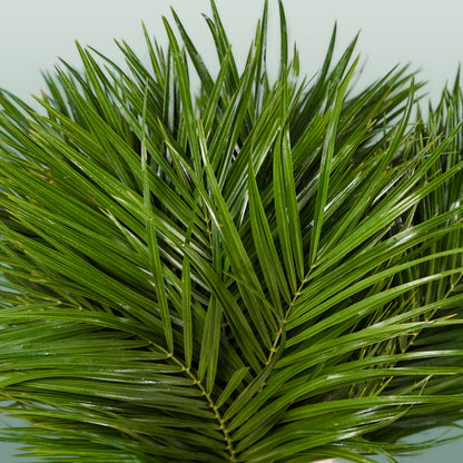 GR Phoenix (Palm) (5 Bunches)