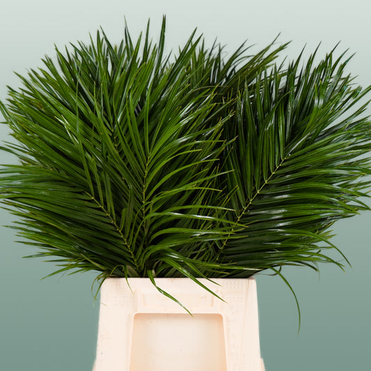 Dec Phoenix Palm (5 Bunches)