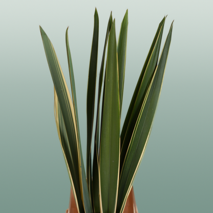 GR Phormium Green