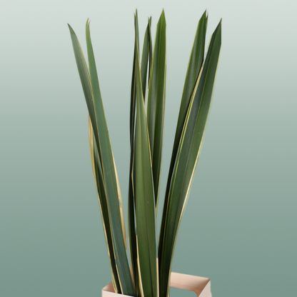 GR Phormium Green