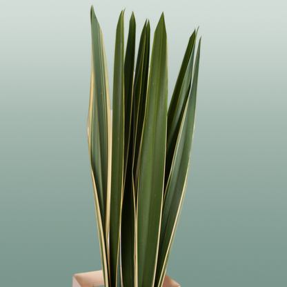 GR Phormium Green