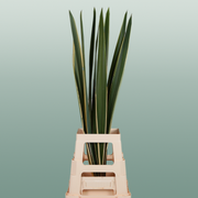 GR Phormium Green