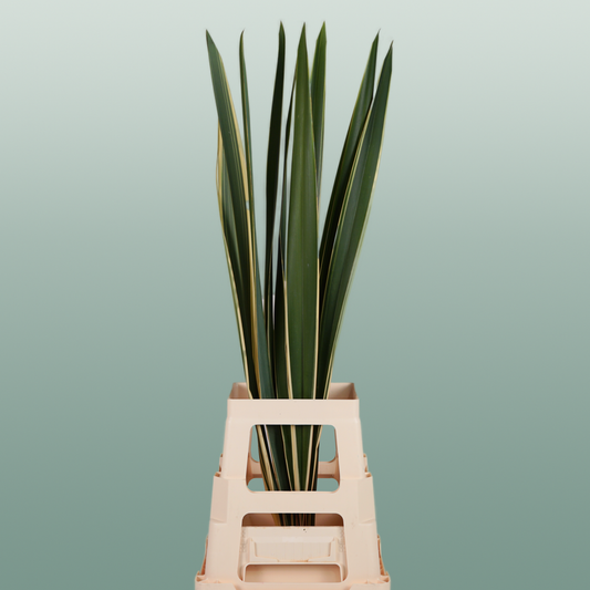 GR Phormium Green