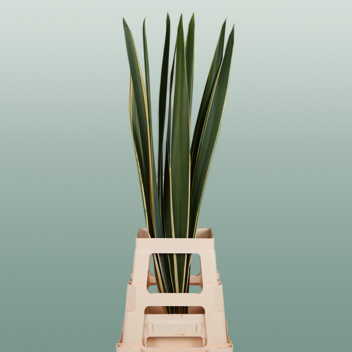 GR Phormium Green