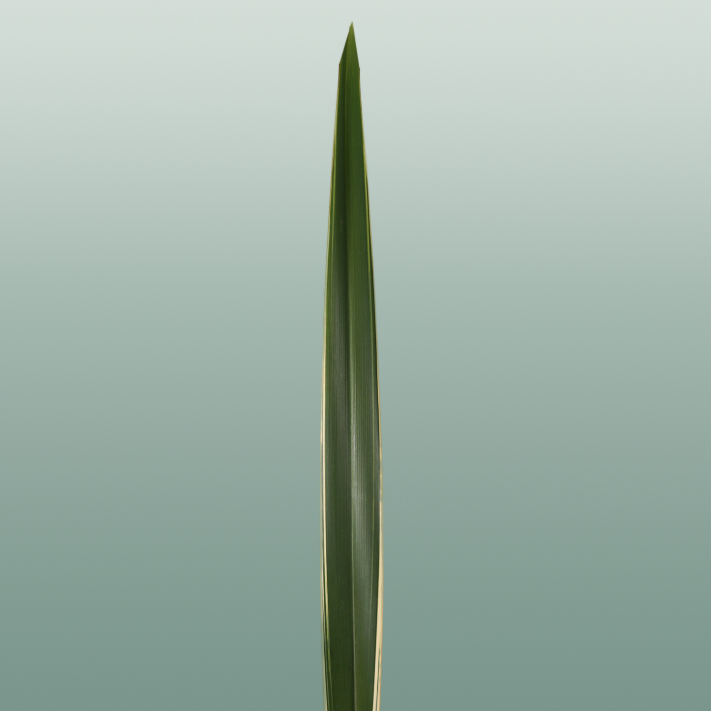 GR Phormium Green