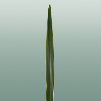 GR Phormium Green