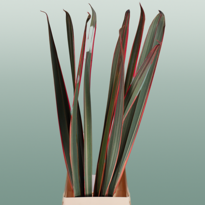 GR Phormium Red