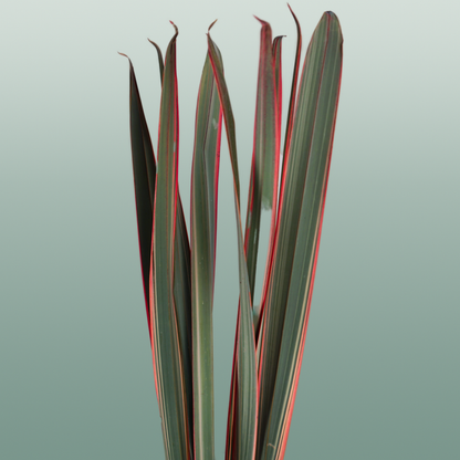 GR Phormium Red