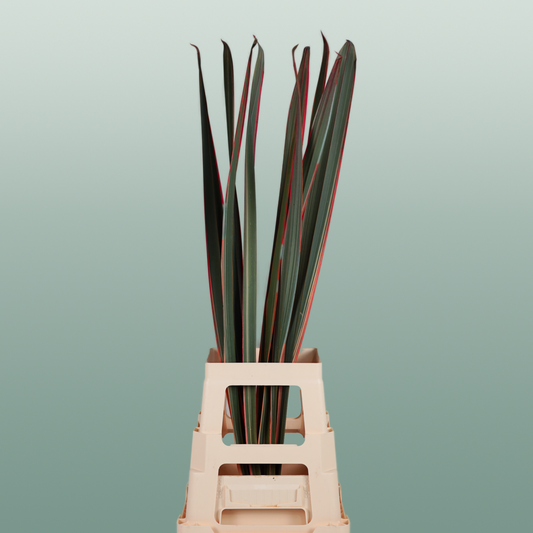 GR Phormium Red