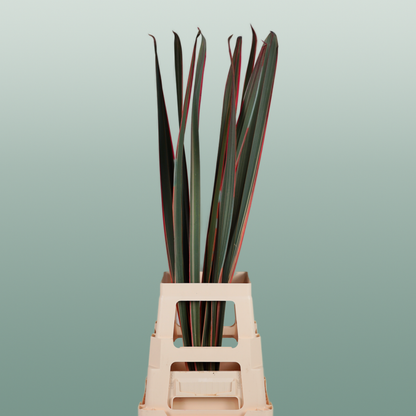 GR Phormium Red