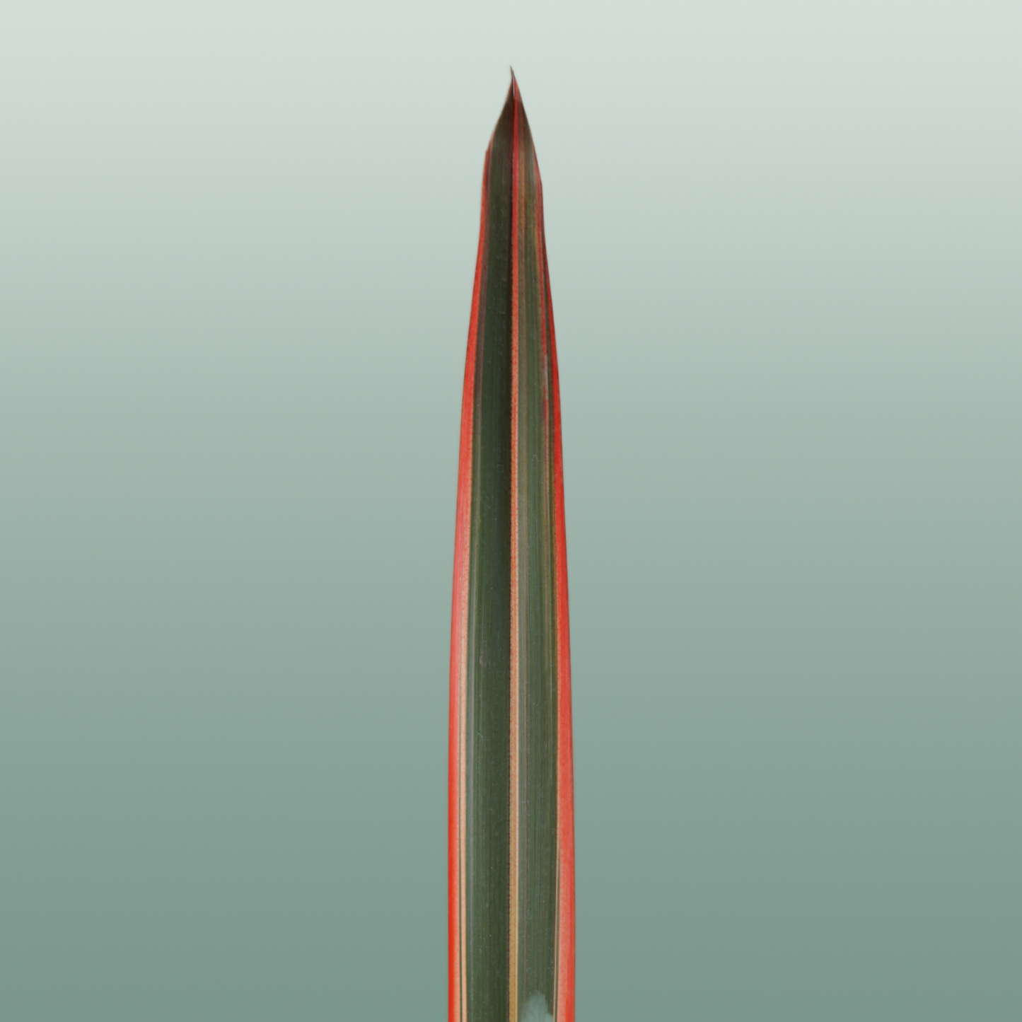 GR Phormium Red
