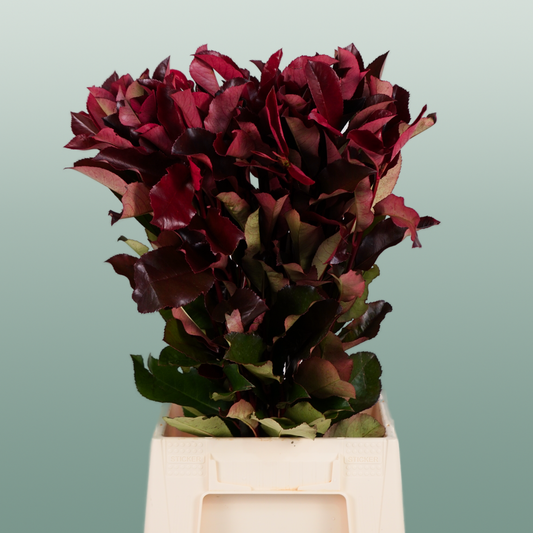 Photinia Red Robin