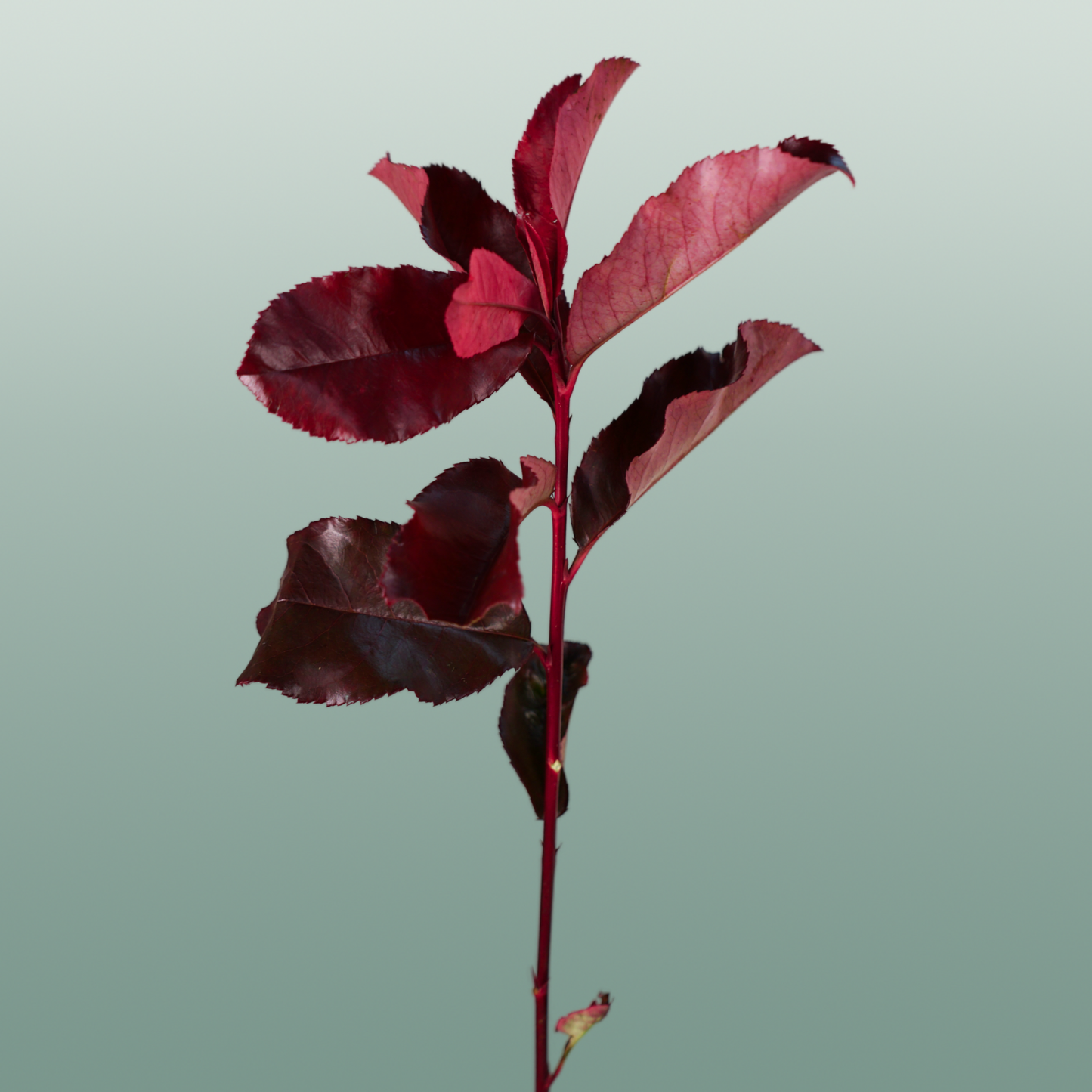 Photinia Red Robin