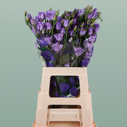 Eustoma Piccolo Lavender (10 Stems)