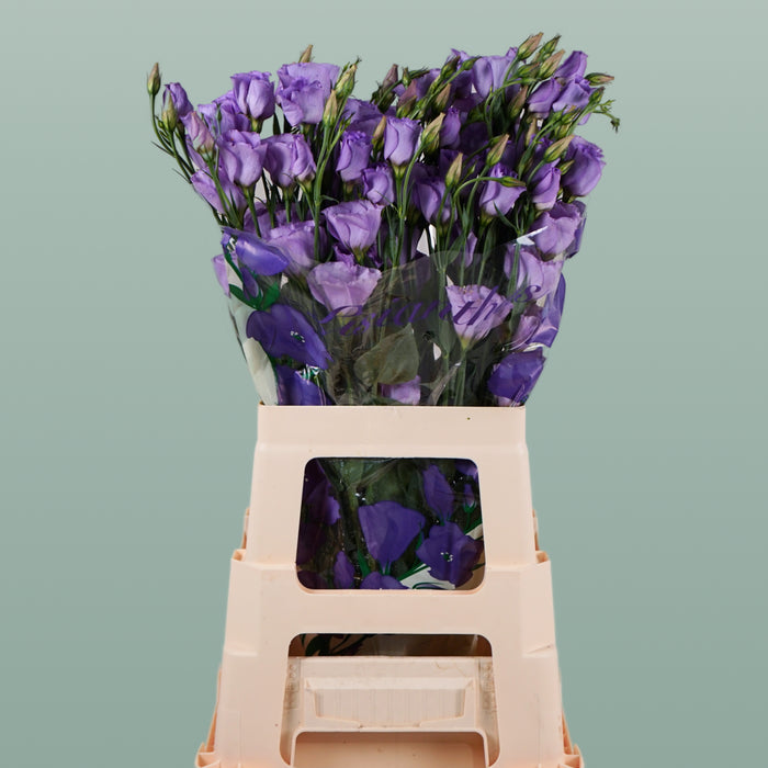 Lavender Eustoma ‘Piccolo’ – 70cm Stems