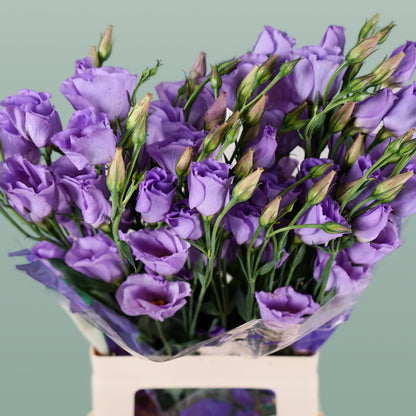 Eustoma Piccolo Lavender (10 Stems)