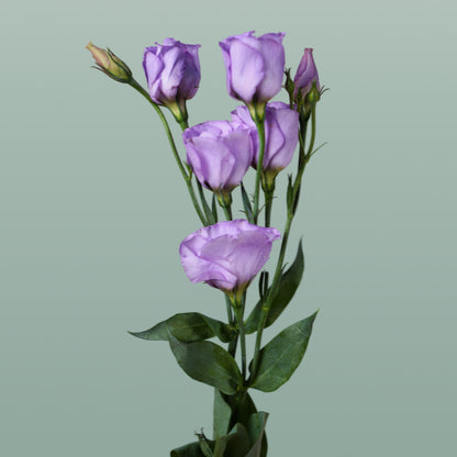 Eustoma Piccolo Lavender (10 Stems)