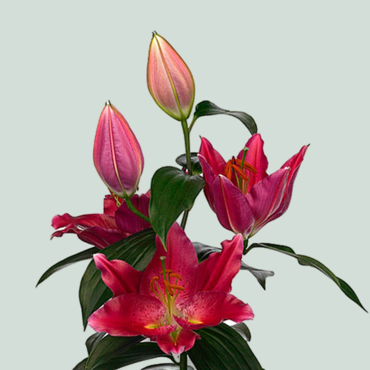 Lily Oriental Pico (10 Stems)