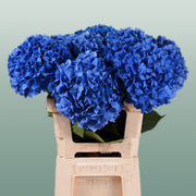 Hydrangea - Hydrangea - Pimpernel