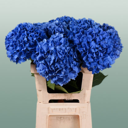 Hydrangea Pimpernel (10 Stems)