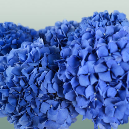 Hydrangea Pimpernel (10 Stems)