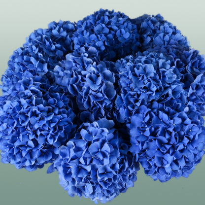 Hydrangea Pimpernel (10 Stems)