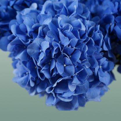 Hydrangea Pimpernel (10 Stems)