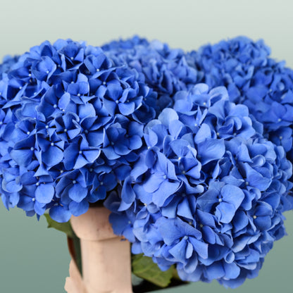 Hydrangea Pimpernel (10 Stems)