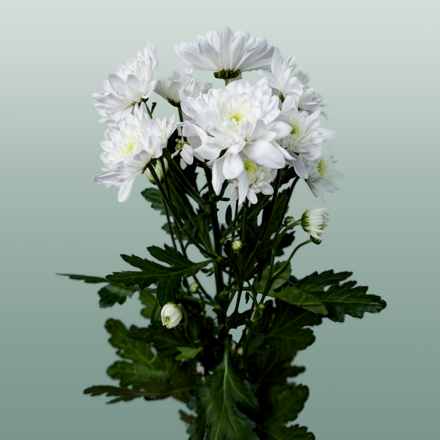 Chrysanthemum Spray Pina Colada White