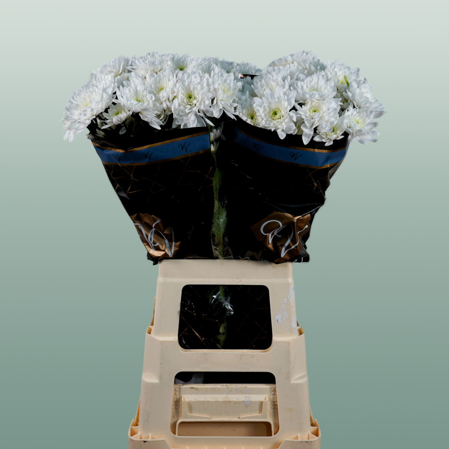 Chrysanthemum Spray Pina Colada White