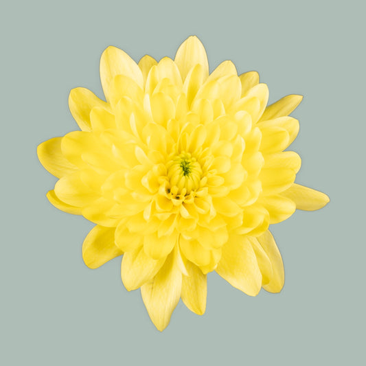 Chrysanthemum Spray Pina Colada Yellow (20 Stems)