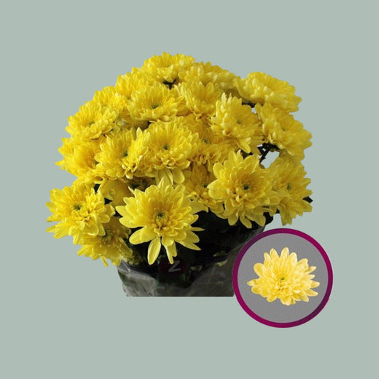 Chrysanthemum Pina Colada Yellow (20 Stems)