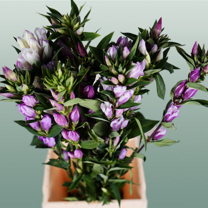 Gentiana Pink Sky (10 Stems)